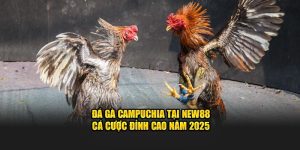 Đá gà campuchia